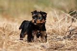 YORKSHIRE TERRIER 478